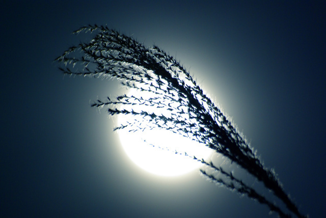 秋のお月見 十三夜をお祝いする意味とは 22年はいつ 東京ガス ウチコト