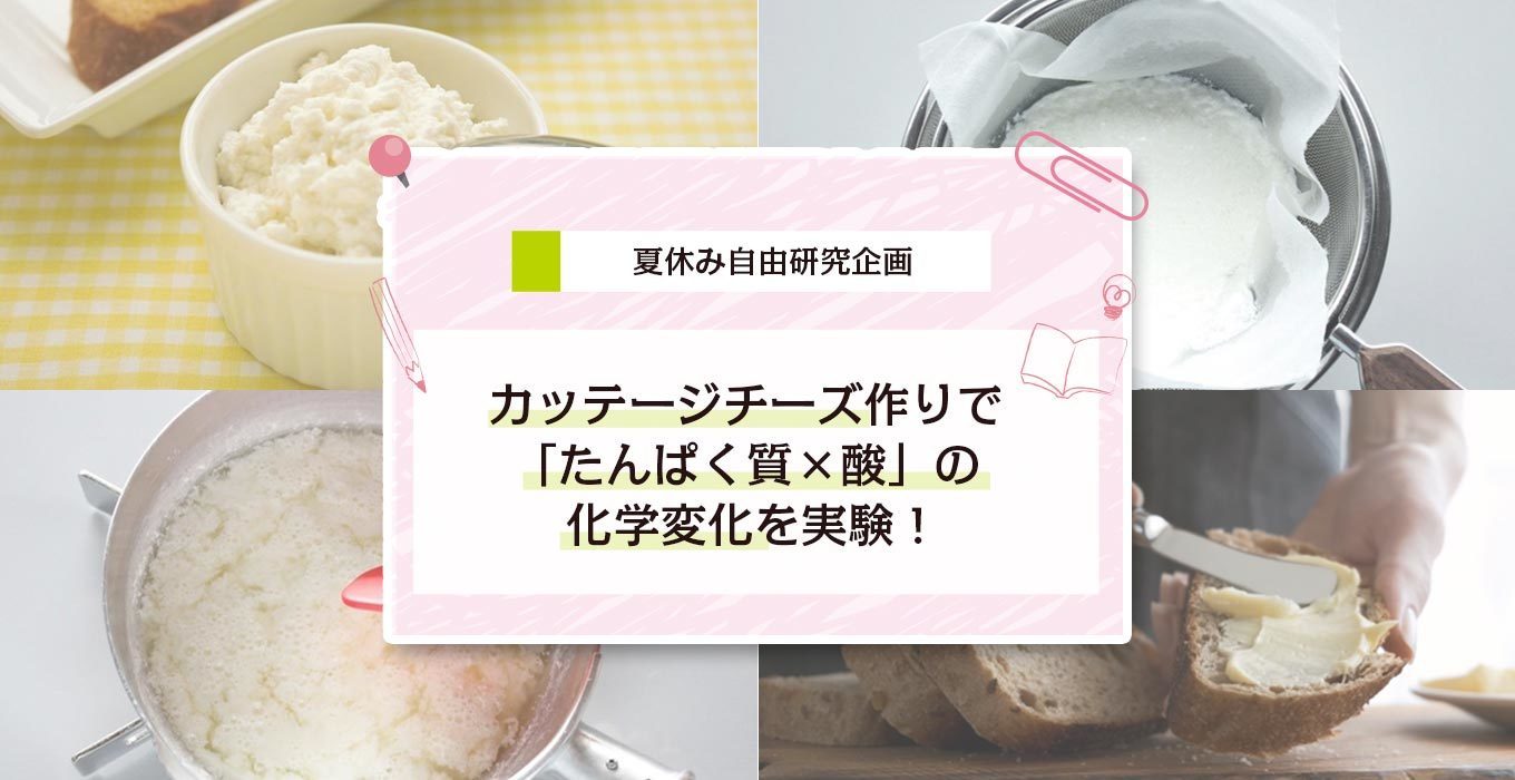 小学生の自由研究に カッテージチーズ作りで化学変化を実験 東京ガス 食情報センター 東京ガス ウチコト