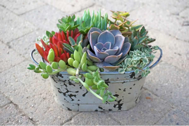 初心者にも 多肉植物の育て方を 水やりから植え替えまでプロがご紹介 東京ガス ウチコト
