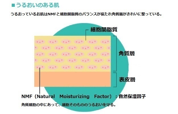 Retina retina uruoi