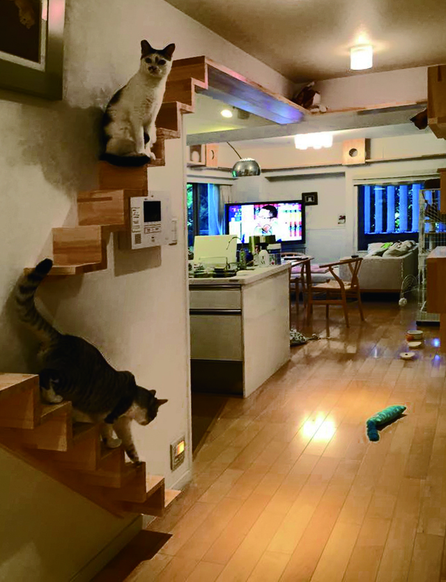 キャットウォークと猫