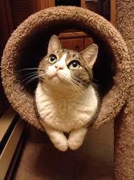 輪から顔を出す猫