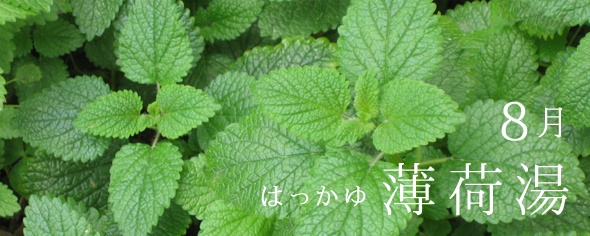 薄荷(ハッカ)の葉