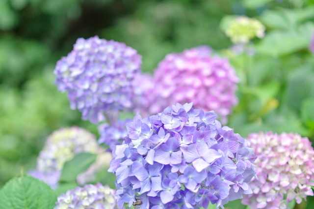 Retina pixta 31537101 s