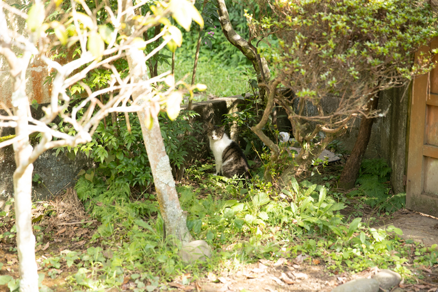 庭にいた猫