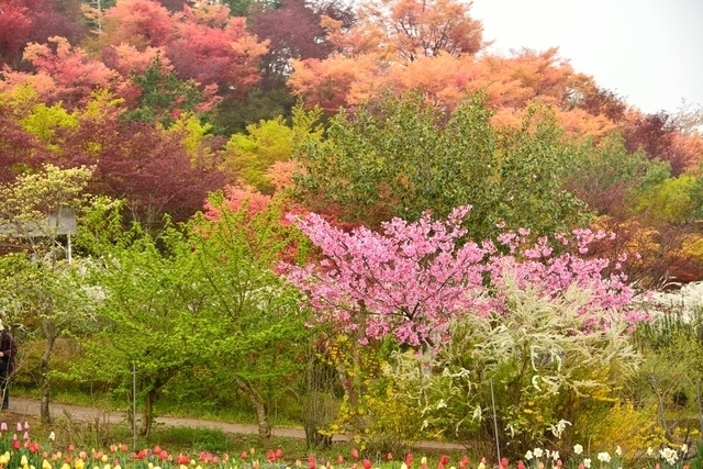 春紅葉