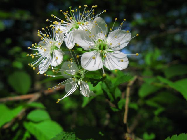 深山桜(ミヤマザクラ)