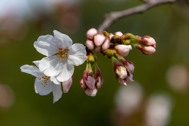 さくら(桜)