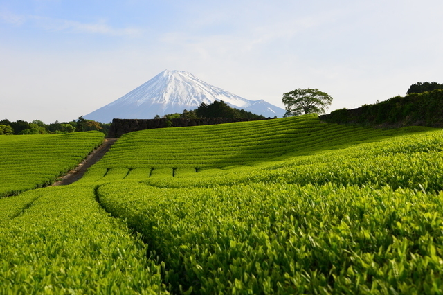 茶畑