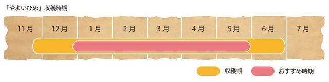 「やよいひめ」の収穫時期