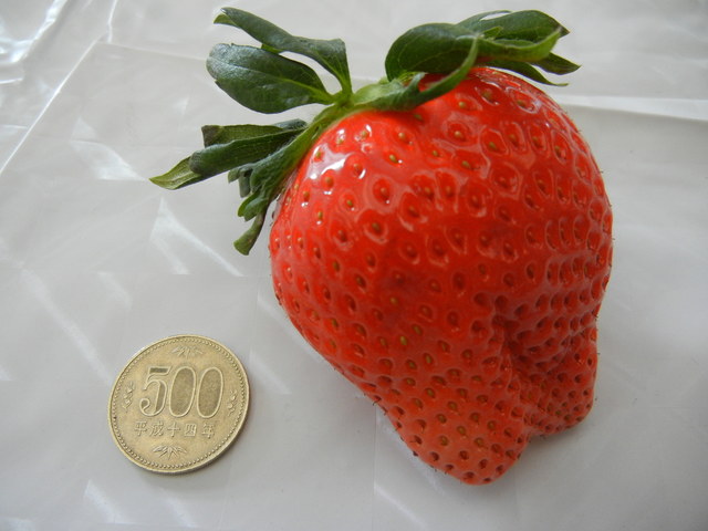 「いちご品評会」のジャンボいちご部門で優勝したいちごの大きさを500円玉と比較