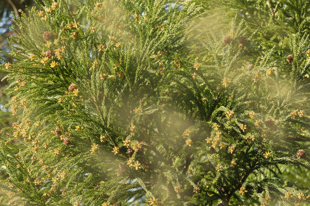 花粉