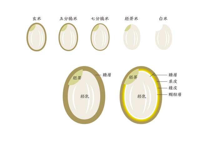 精米歩合と米の断面図