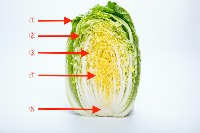 白菜の部位