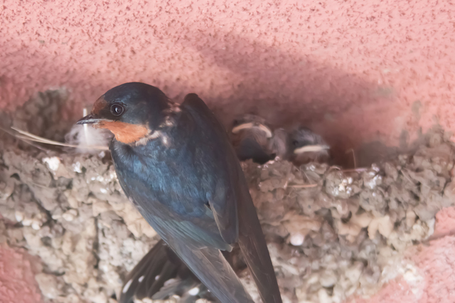 ベランダにできてしまった鳥の巣