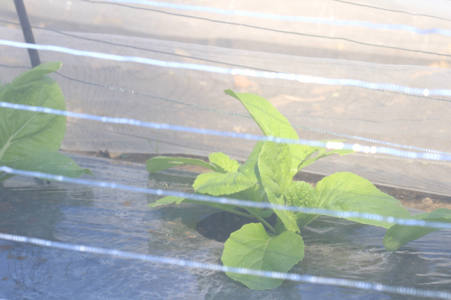 防虫ネットで野菜を守るイメージ