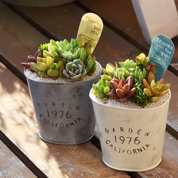 初心者にも 多肉植物の育て方を 水やりから植え替えまでプロがご紹介 東京ガス ウチコト