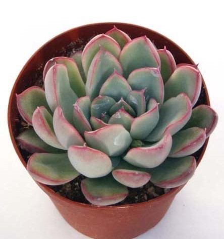 初心者にも 多肉植物の育て方を 水やりから植え替えまでプロがご紹介 東京ガス ウチコト