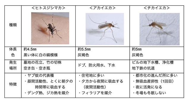 【専門家に聞く】秋になっても蚊は危険! 刺されないための対策を | 東京ガス ウチコト