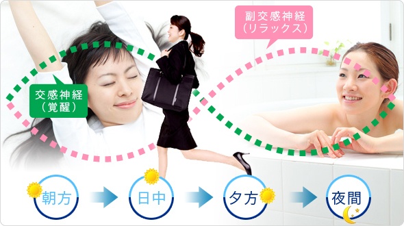 交感神経と副交感神経