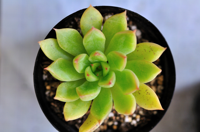 Retina pixta 3260466 s