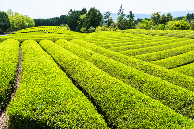 茶畑