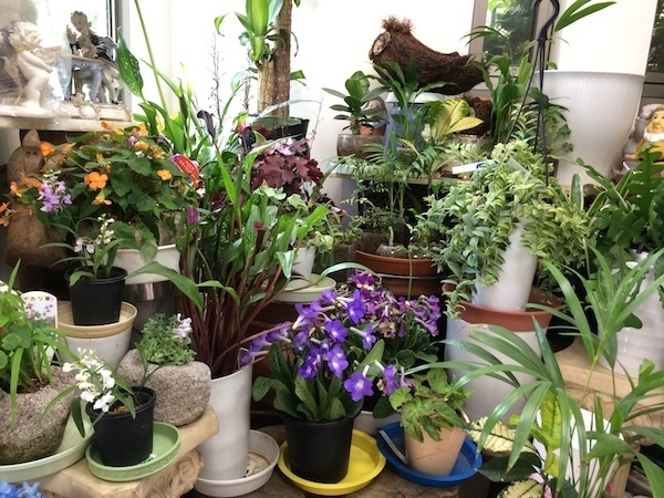 ニュー花矢