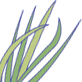 菖蒲の葉