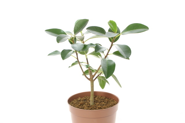 観葉植物